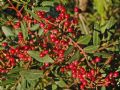 Pistacia lentiscus